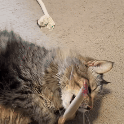 KEESAA Natural Silvervine Dental Sticks